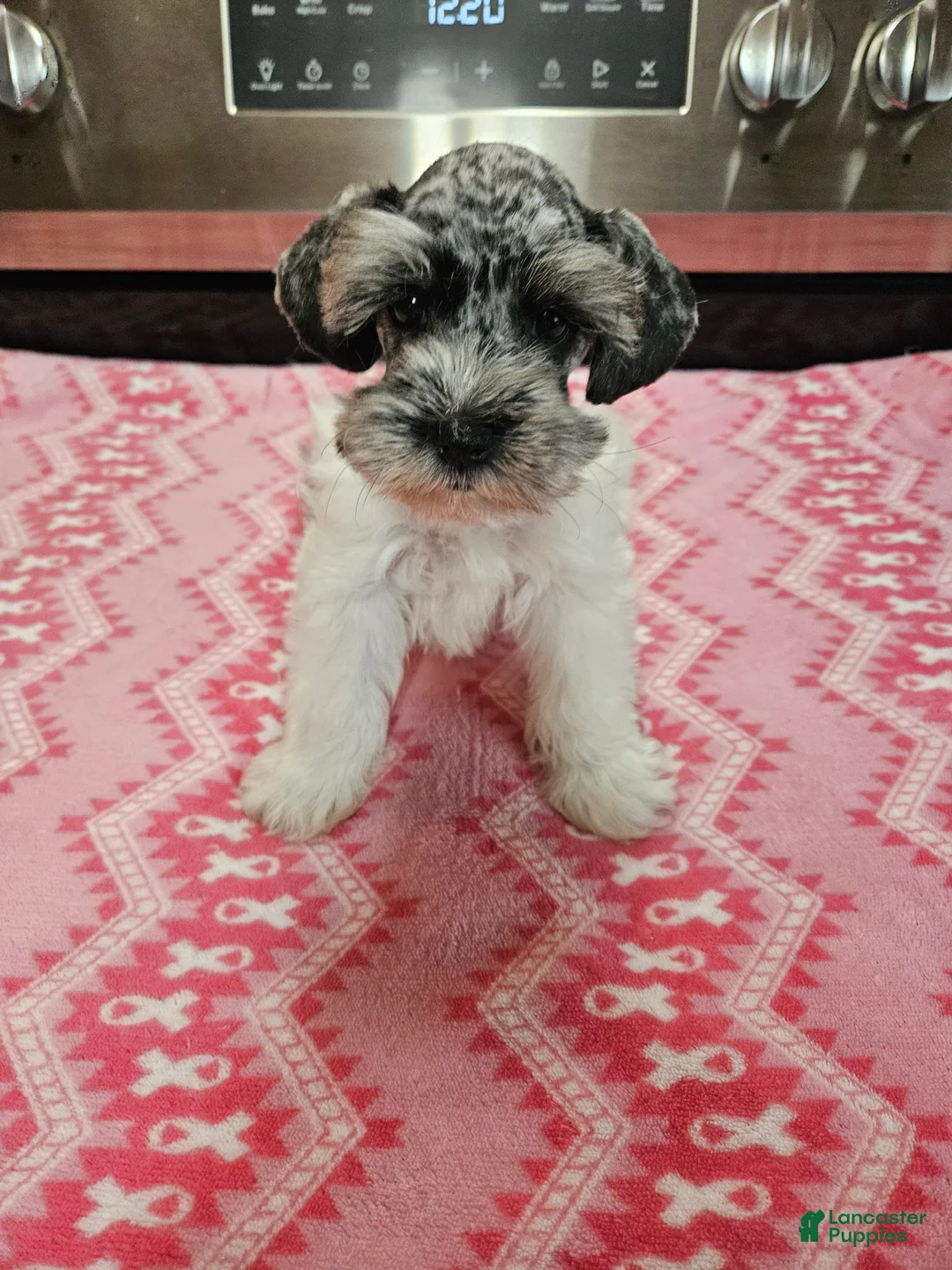 Miniature Schnauzer dogs for sale: Blue merle parti female  - Ad 1