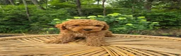 Mini Goldendoodle dogs for sale: Coby - Ad 1