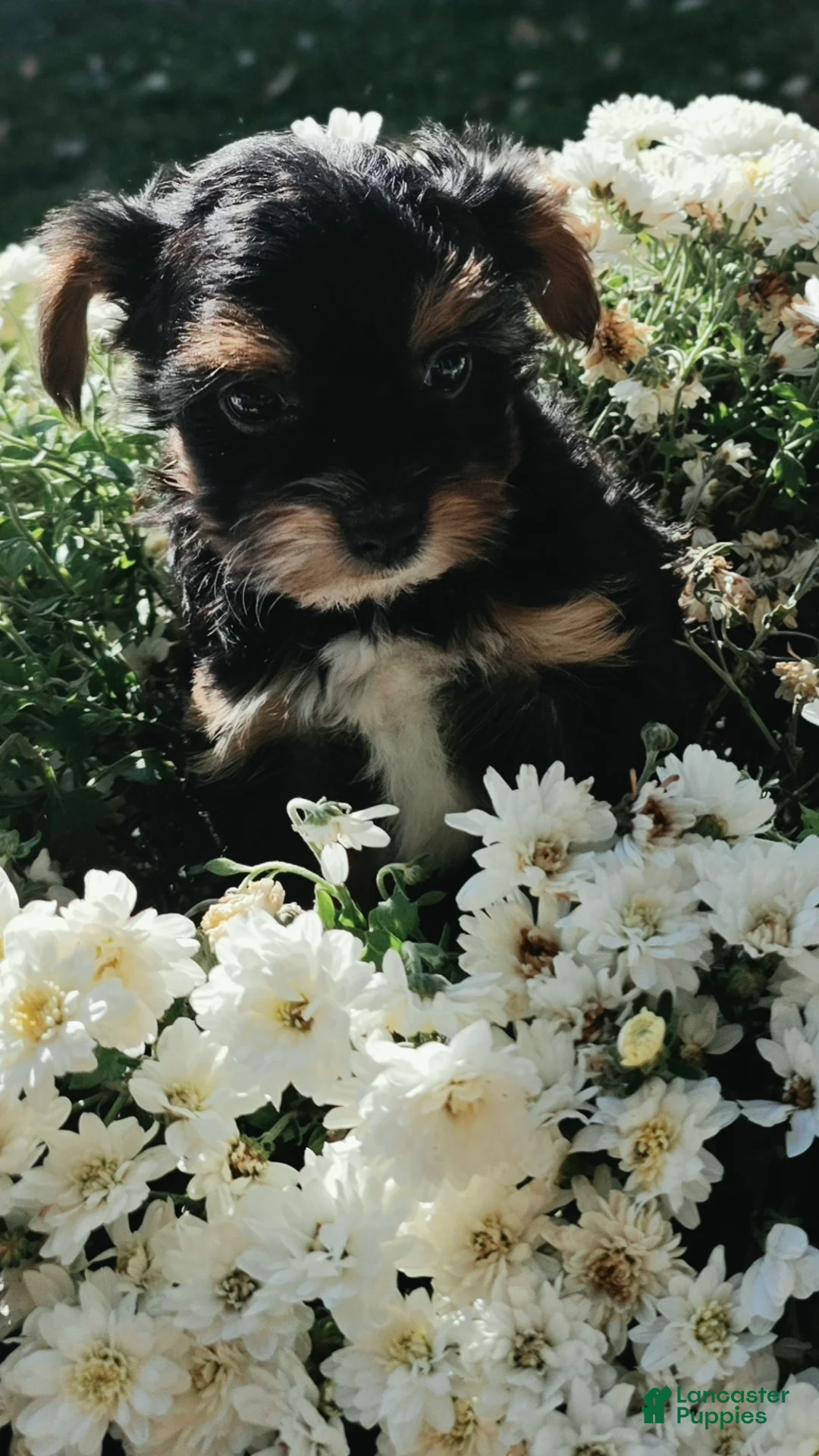 Yorkshire Terrier dogs for sale:  Casper - Ad 7