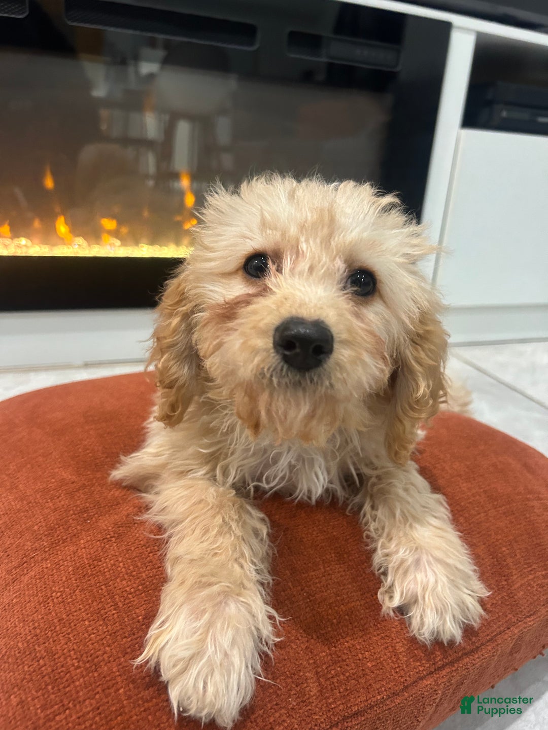 Cavapoo dogs for sale: Kela  - Ad 2