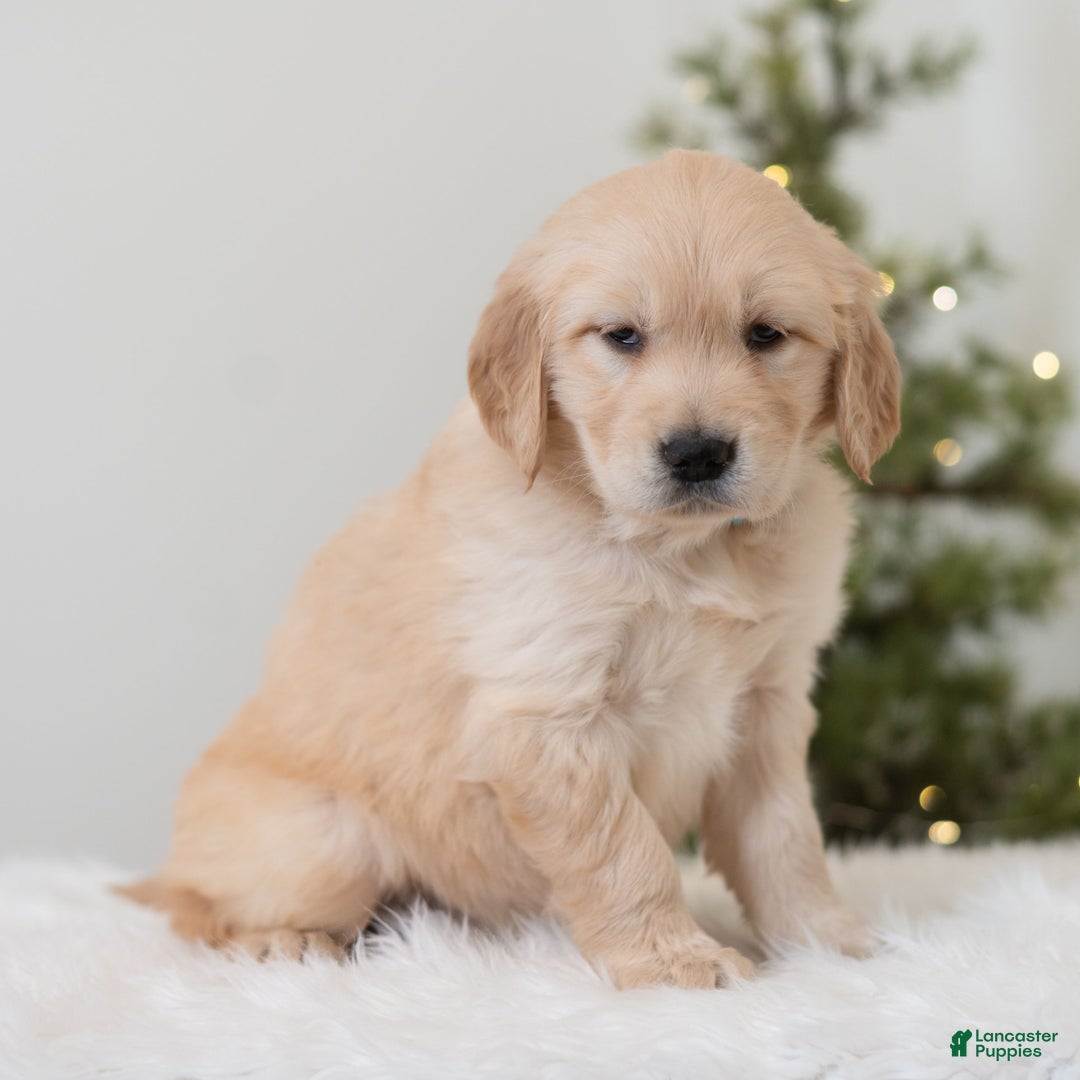 Golden Retriever dogs for sale: Felicia  - Ad 3