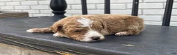 Mini Goldendoodle dogs for sale: Daniel - Ad 1