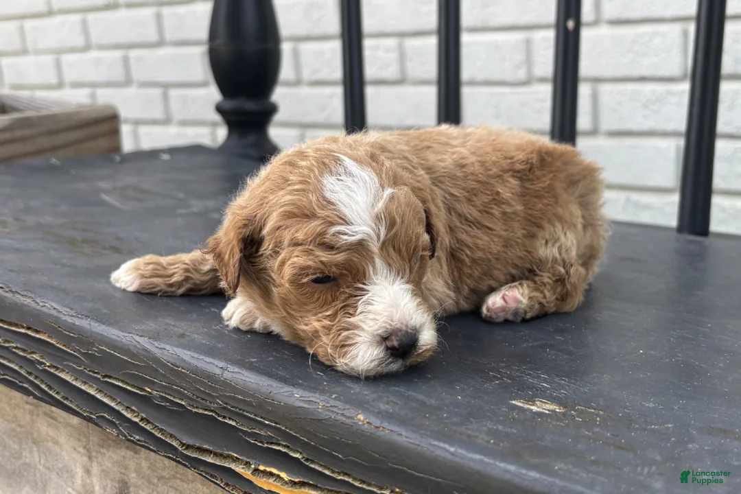 Mini Goldendoodle dogs for sale: Daniel - Ad 1