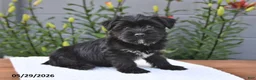 Yorkiepoo dogs for sale: Maverick - Ad 4