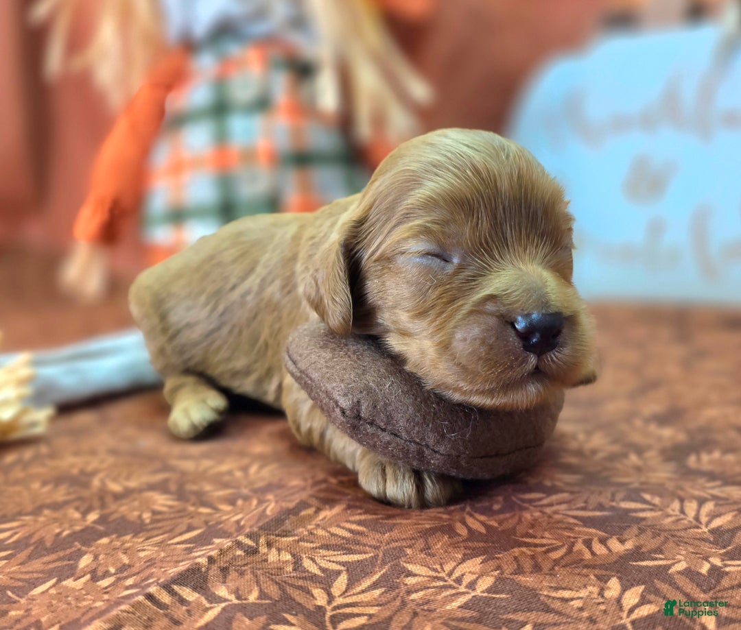 Cockapoo dogs for sale: Captain Dan - Ad 15