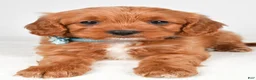 Cavapoo dogs for sale: Kate - Ad 5