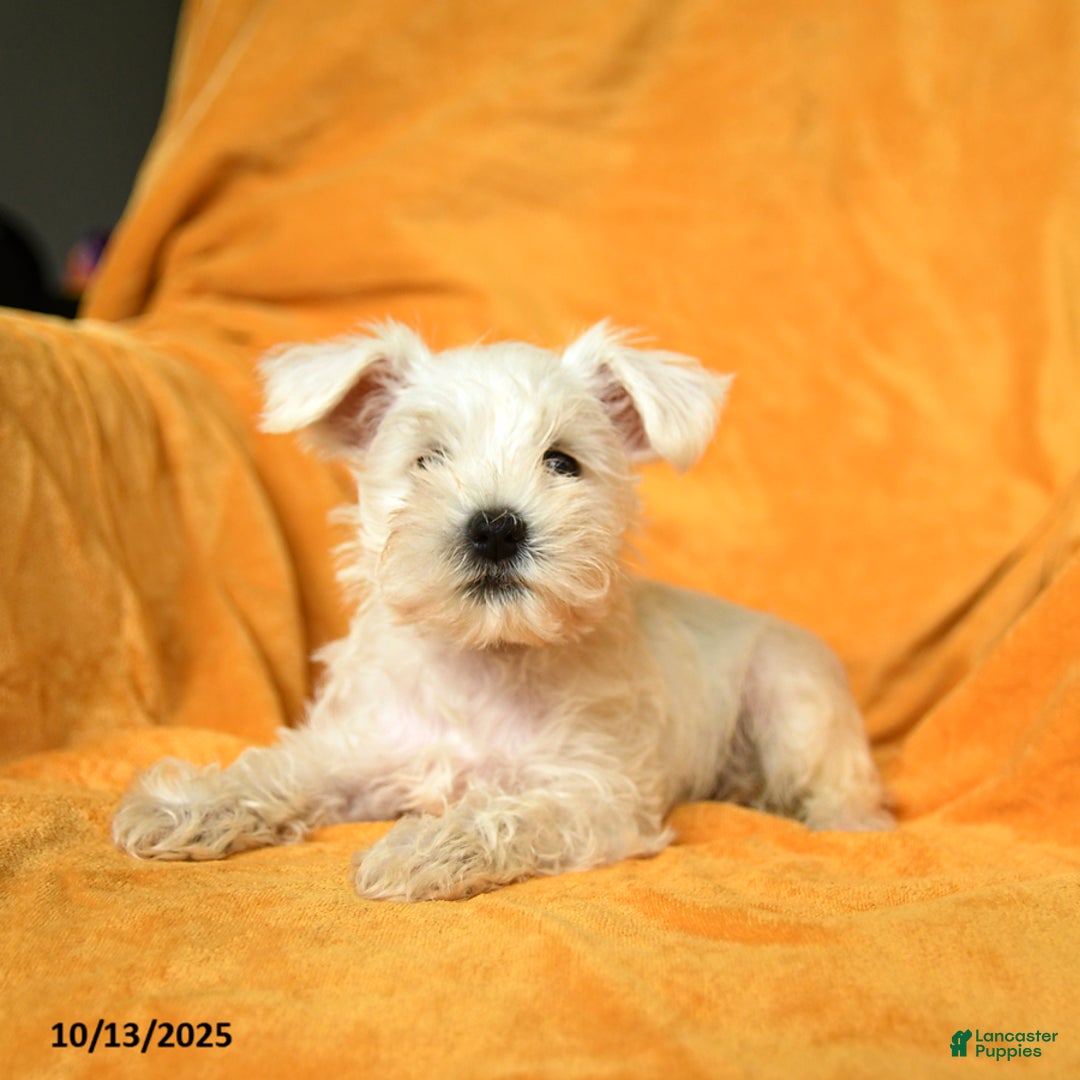 Schnoodle dogs for sale: Eddy - Ad 14