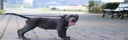 American Bully dogs for sale: Venus - Ad 19