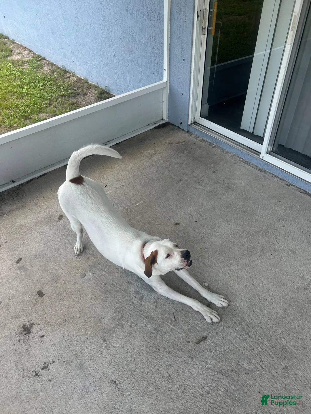 Mixed Breed dogs for sale: Mixed Breed 1 - Ad 2