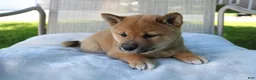 Shiba Inu dogs for sale: Lucky - Ad 5