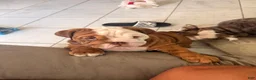 English Bulldog dogs for sale: Choco- Latte - Ad 4