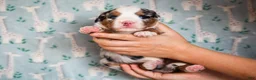 Mini Bernedoodle dogs for sale: Zip - Ad 4
