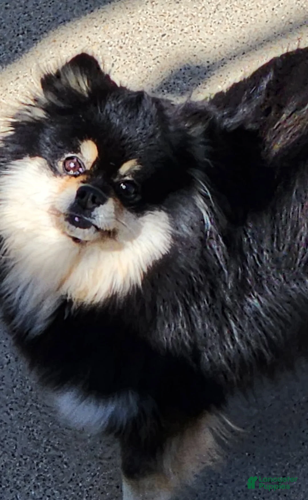 Pomeranian dogs for sale: Mojito - Ad 12