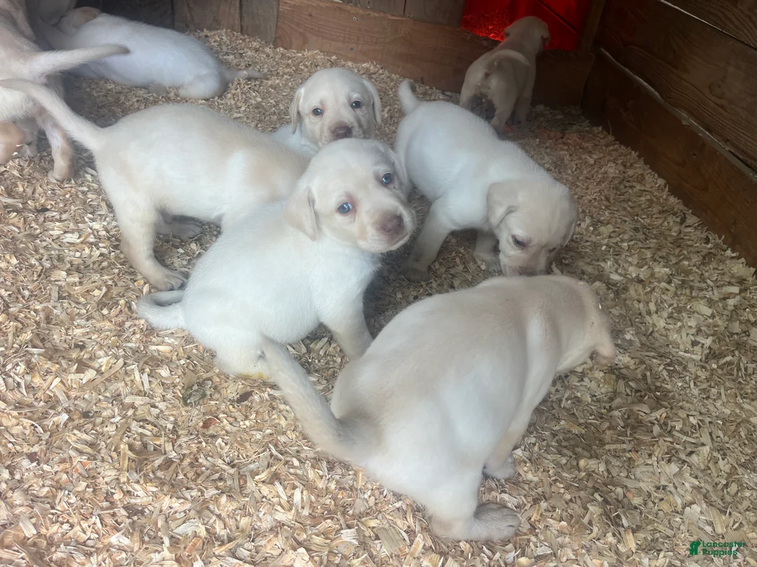 Labrador Retriever dogs for sale: Labrador Retriever Puppy 2 - Ad 3