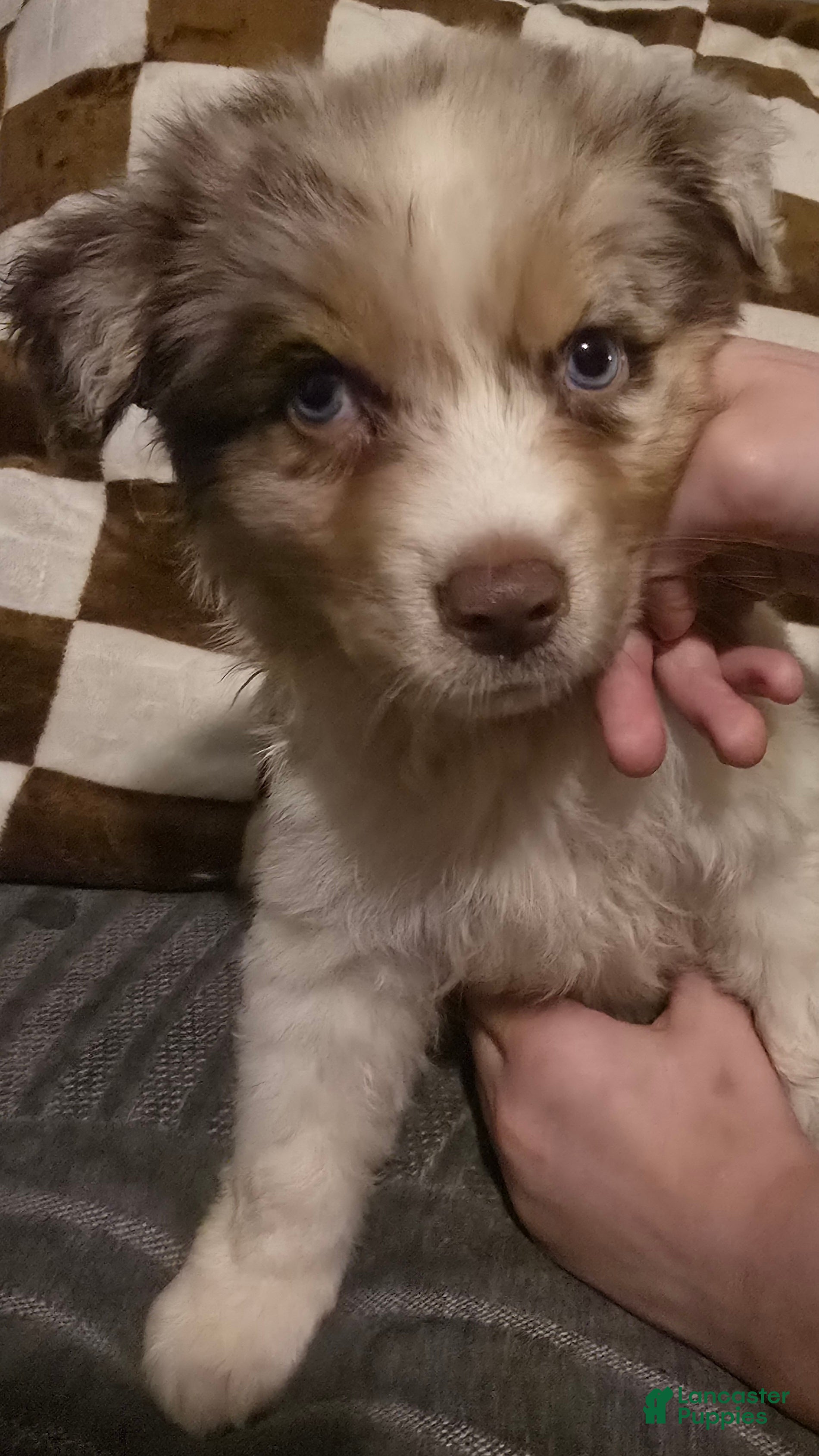 Australian Shepherd dogs Male 2 - Ad 7