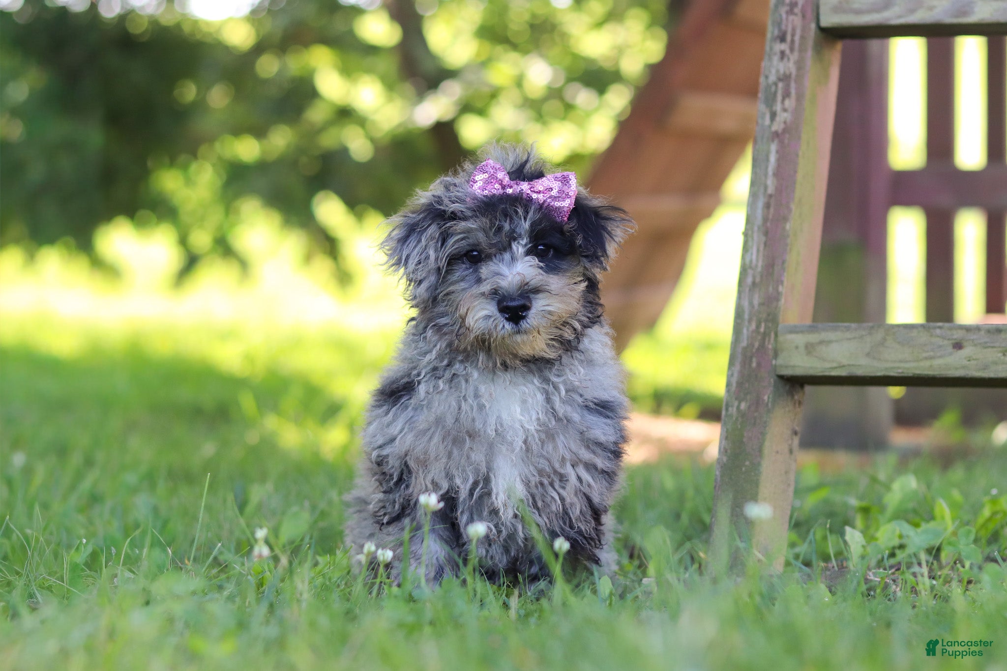 Yorkiepoo dogs Stella - Ad 2