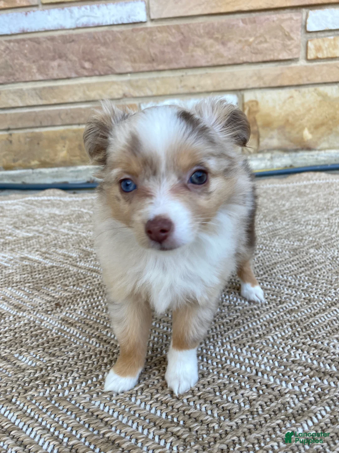 Toy Australian Shepherd dogs for sale: Sutton - Ad 1