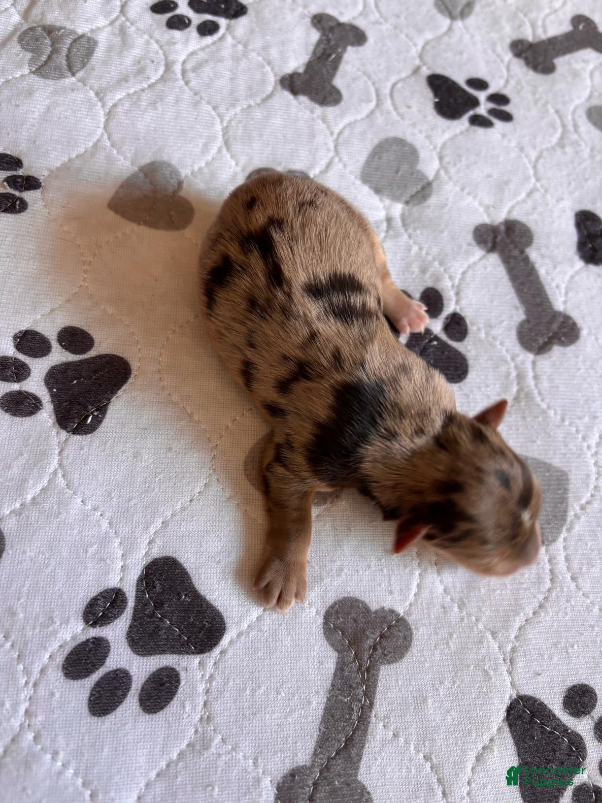 Miniature Schnauzer dogs for sale: Miniature Schnauzer 3 - Ad 1