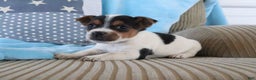 Jack Russell Terrier dogs for sale: Seth - Ad 3