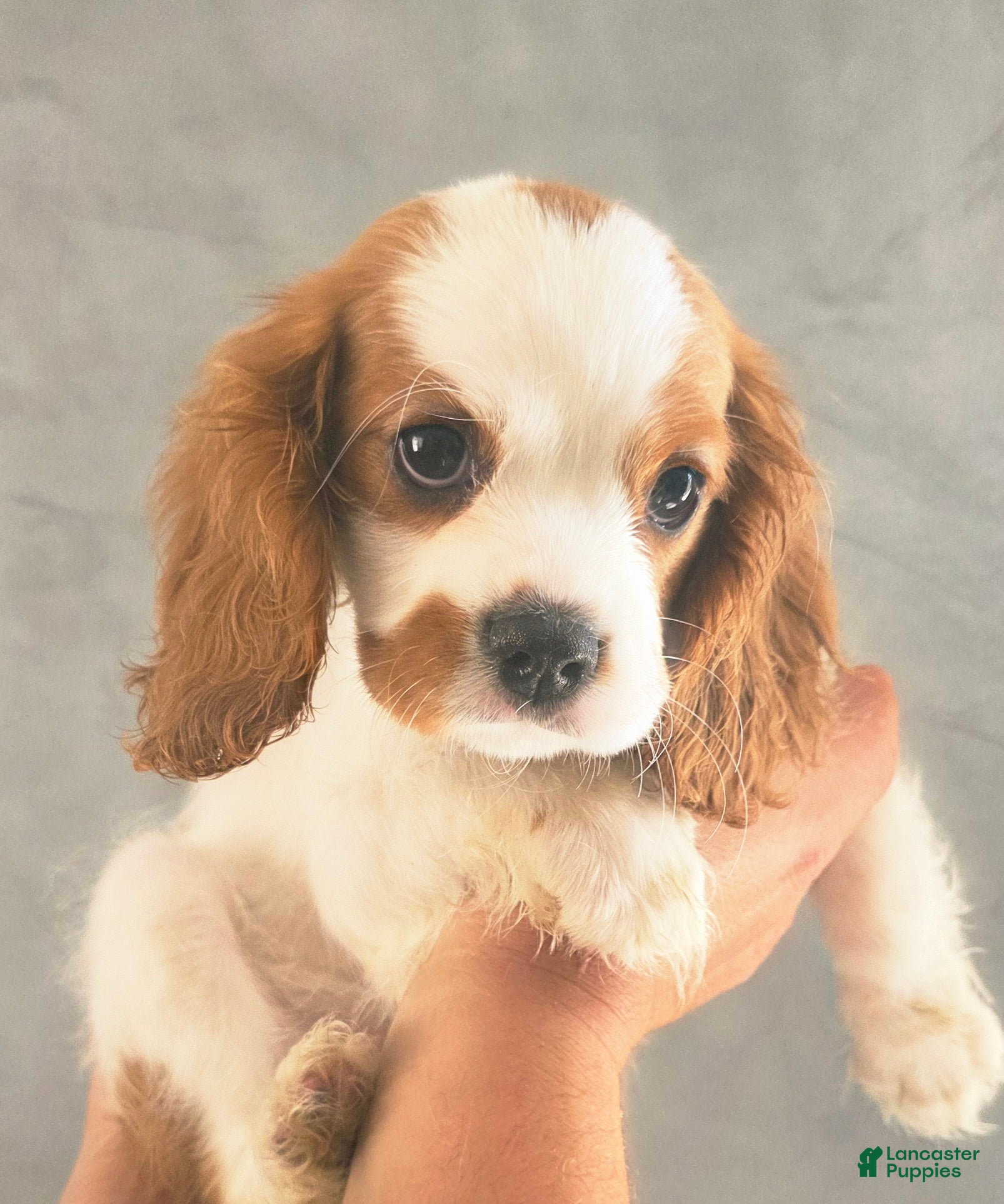 Cavalier King Charles Spaniel dogs Willow - Ad 2