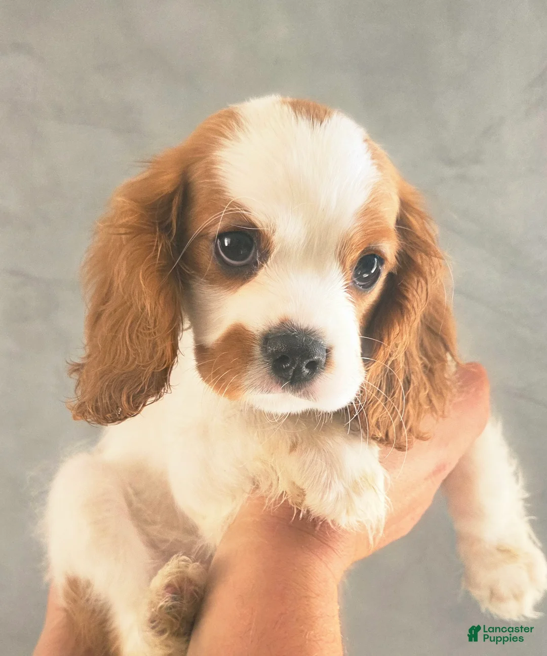 Cavalier King Charles Spaniel dogs for sale: Willow - Ad 2