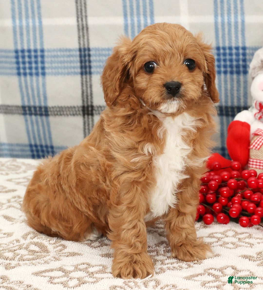 Cavapoo dogs for sale: Johnny - Ad 2