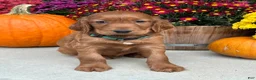 Irish Setter dogs for sale: Garrett - Ad 5