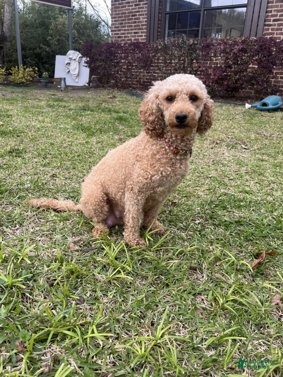 Mini Goldendoodle dogs for sale: Caroline - Ad 8