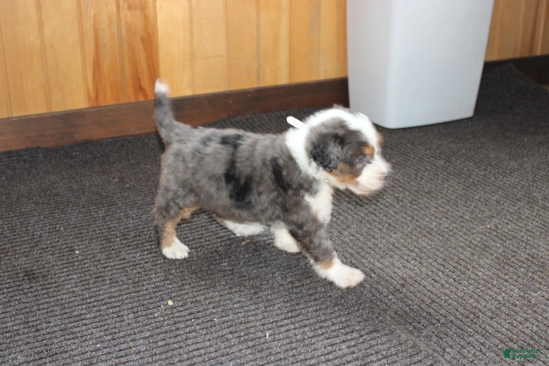 Bernedoodle dogs for sale: Shooter - Ad 8