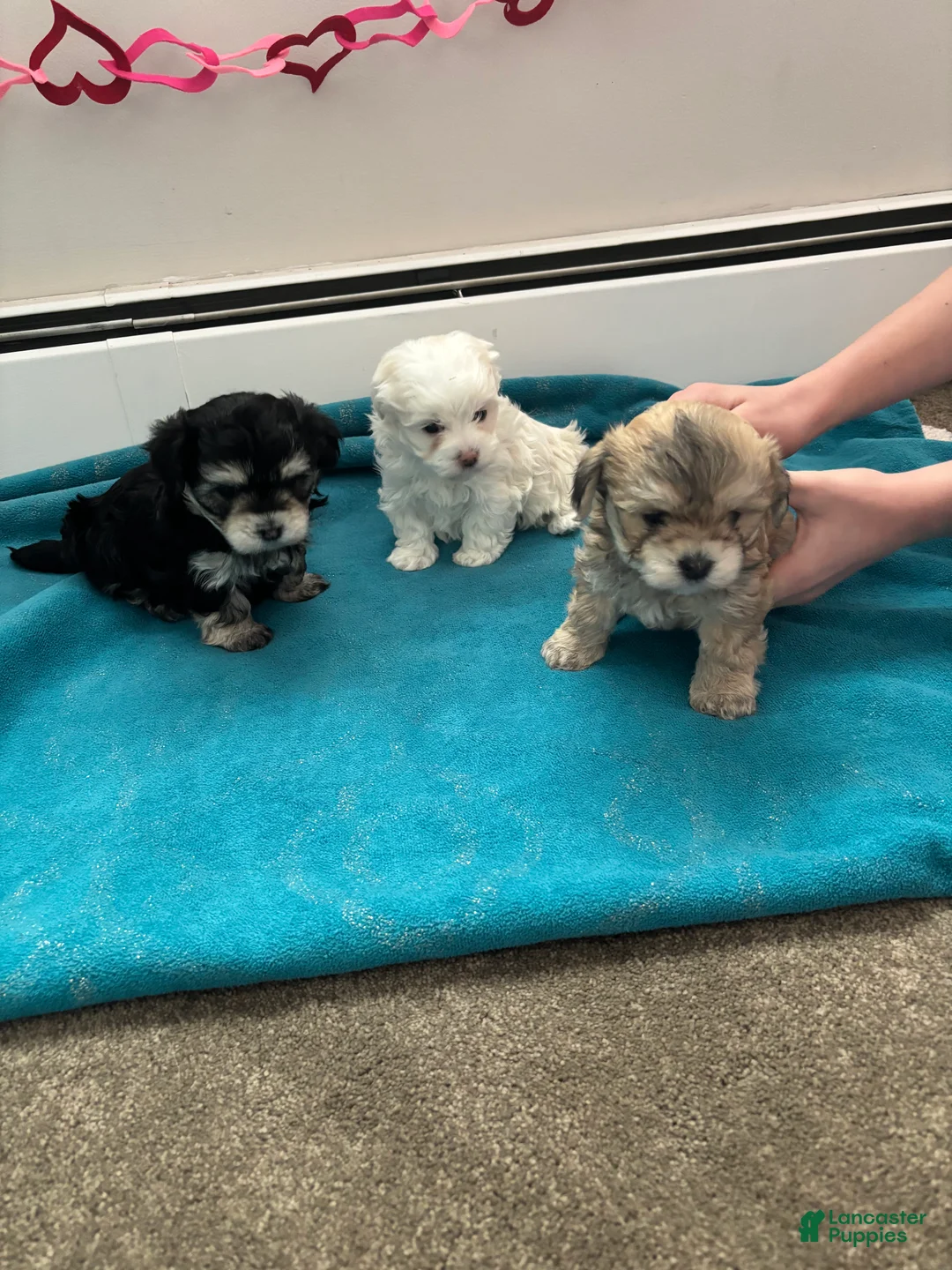 Maltipoo dogs for sale: Maltipoo Puppy 2 - Ad 3