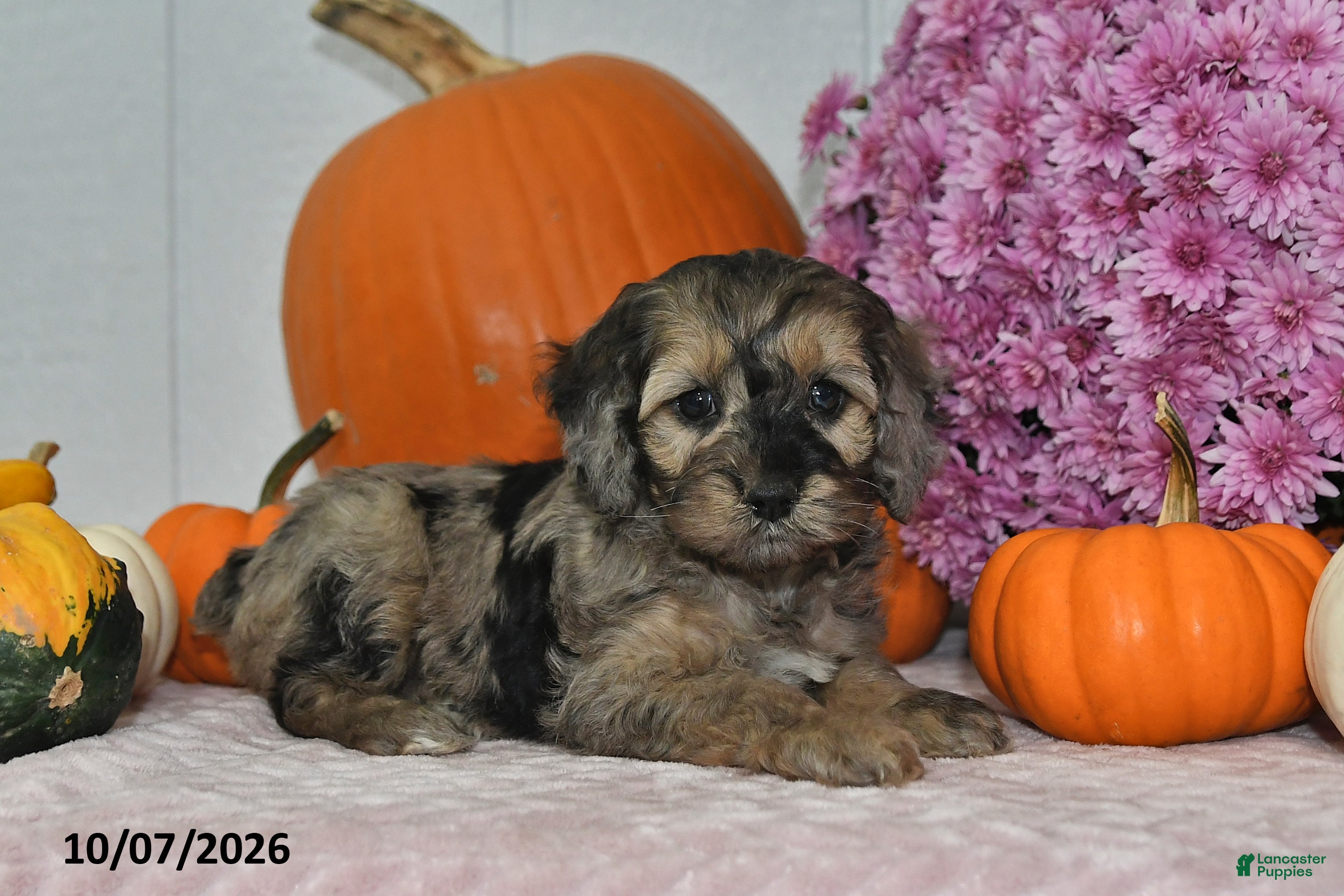 Cockapoo dogs Bella - Ad 2