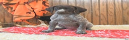 German Shorthaired Pointer dogs for sale: Dixie - Ad 3