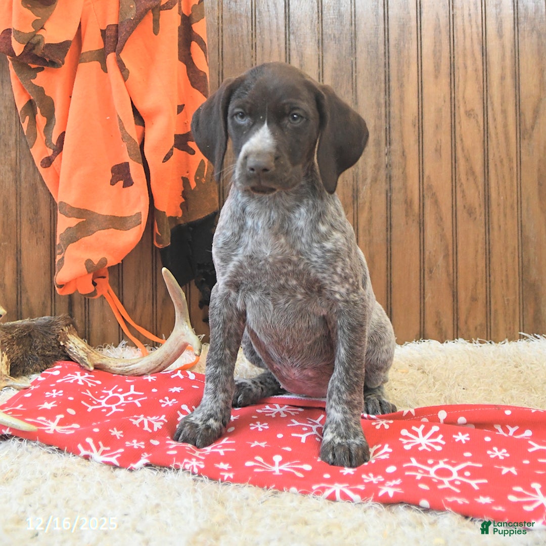 German Shorthaired Pointer dogs for sale: Dixie - Ad 3