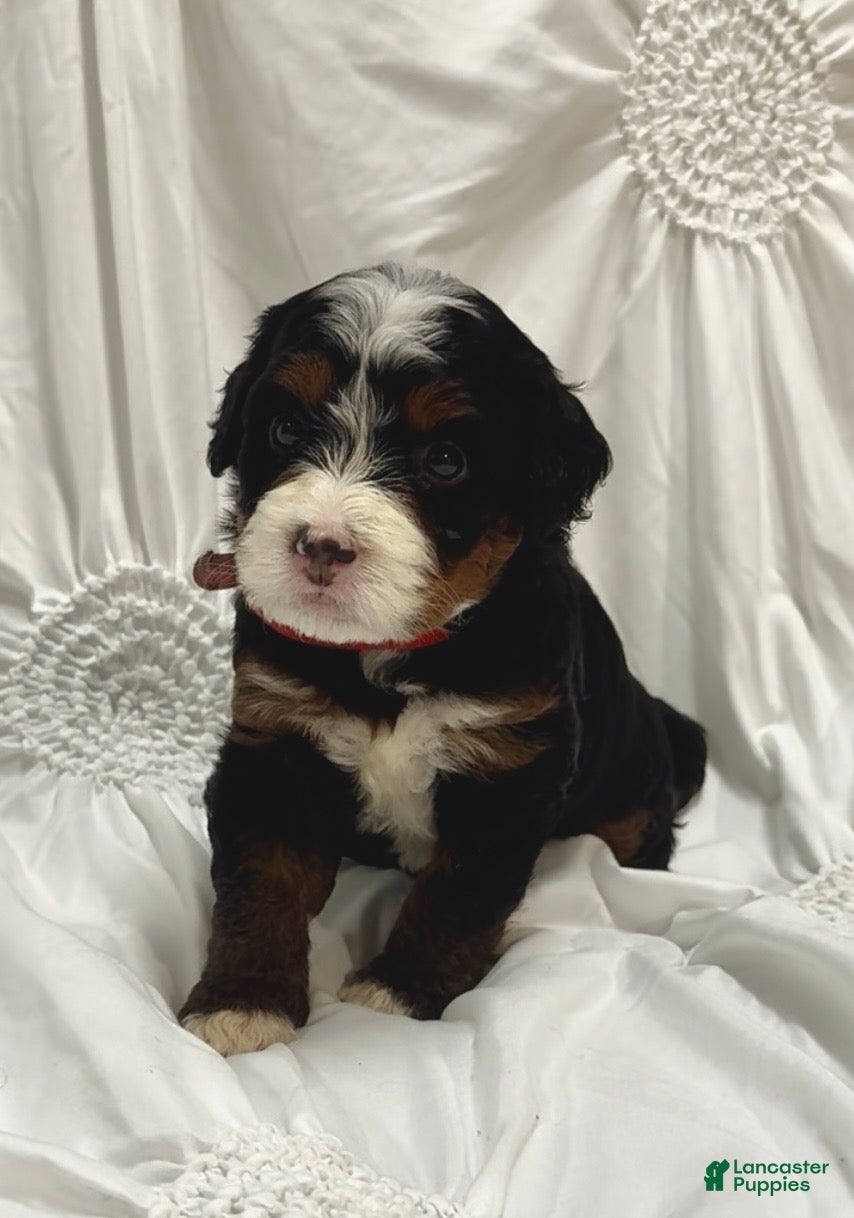 Mini Bernedoodle dogs  Zoey - Ad 23