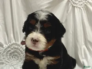 Mini Bernedoodle dogs Zoey - Ad 23