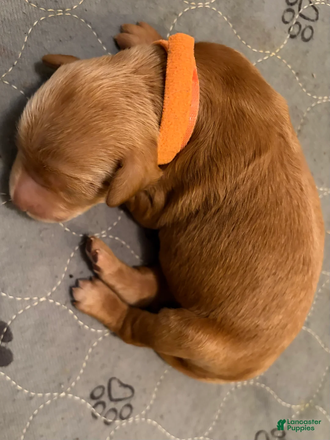 Goldendoodle dogs for sale: Willow - Ad 1