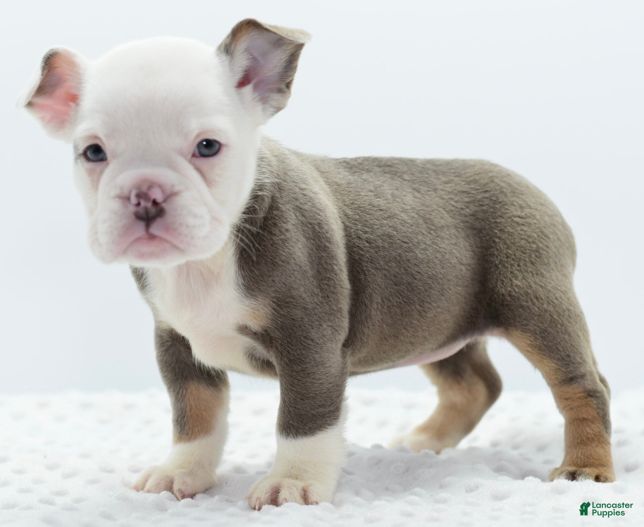 Mixed Breed dogs Lily tricolor hybrid  - Ad 32