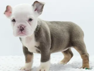 Mixed Breed dogs Lily tricolor hybrid - Ad 7