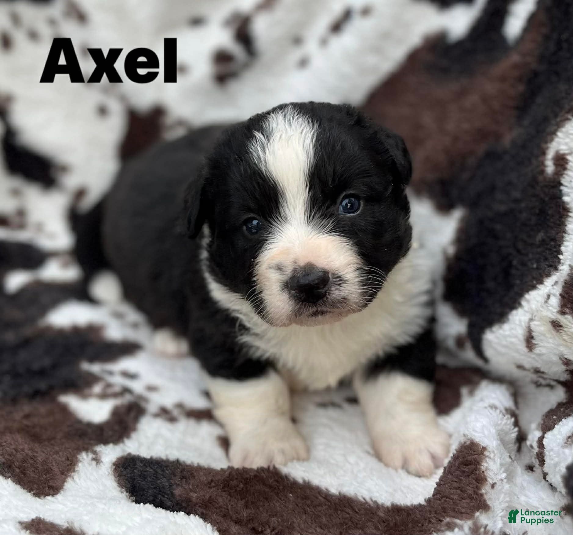 Welsh Corgi Cardigan dogs Axel - Ad 6