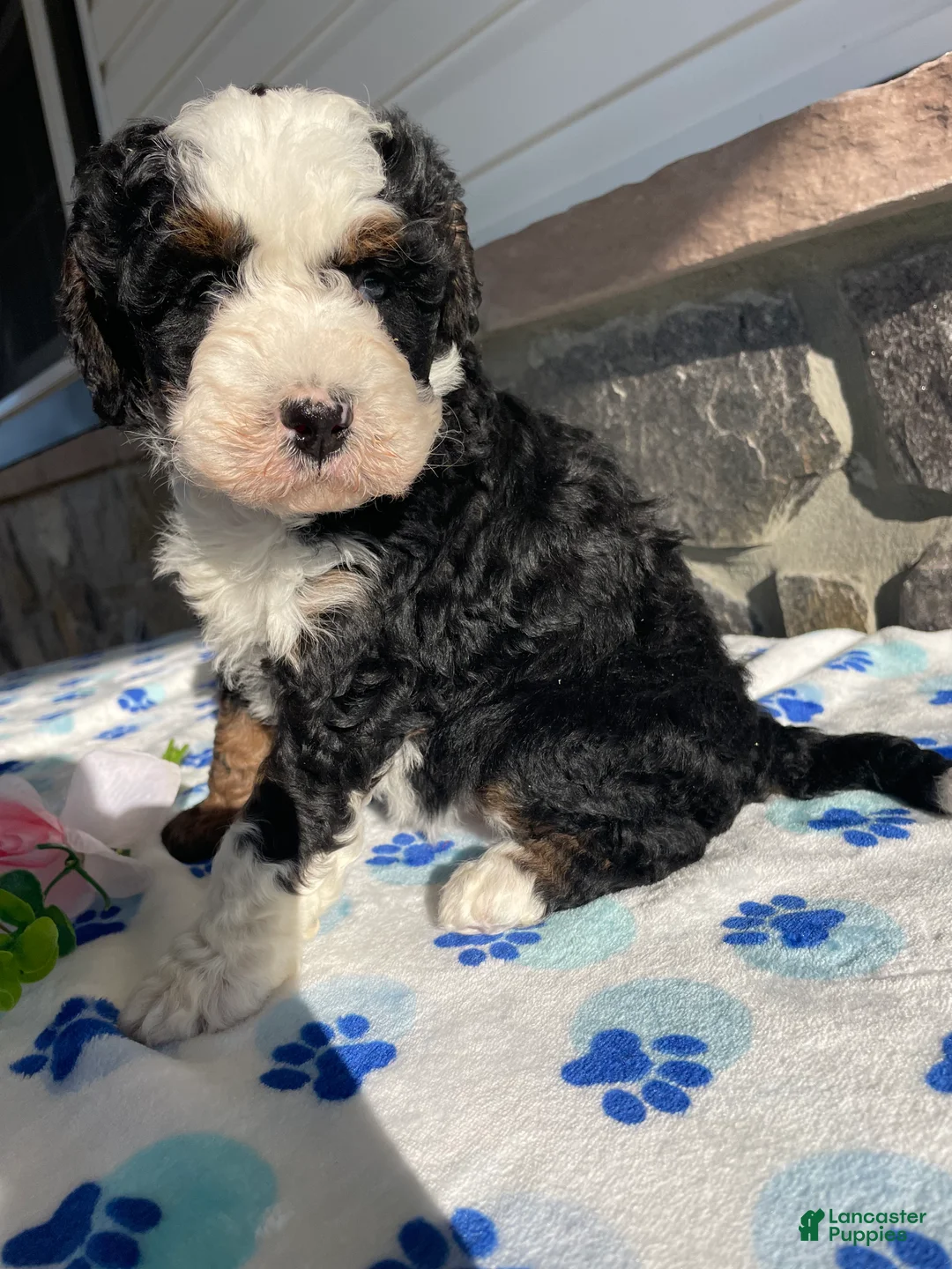 Mini Bernedoodle dogs for sale: Clover - Ad 2