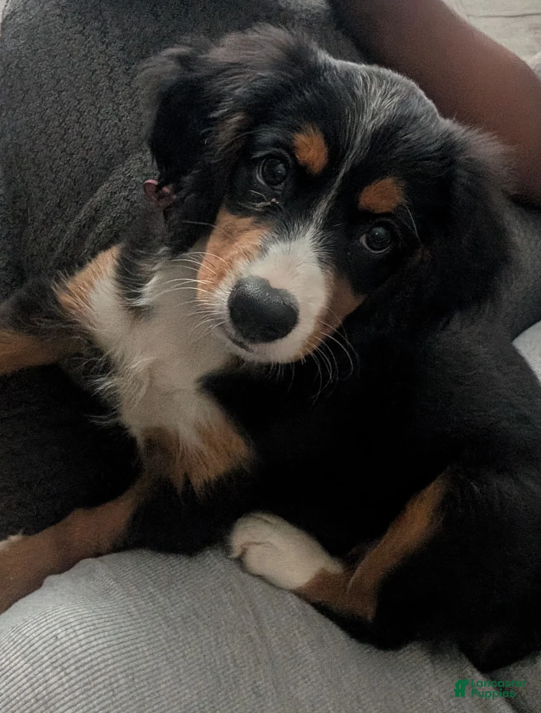 Mixed Breed dogs for sale: Mixed Breed 1 - Ad 2