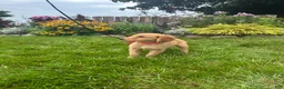 Golden Retriever dogs for sale: Golden Retriever 9 - Ad 4