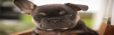 Casey French Bulldog 