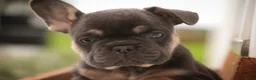 French Bulldog dogs for sale: Casey French Bulldog  - Ad 1