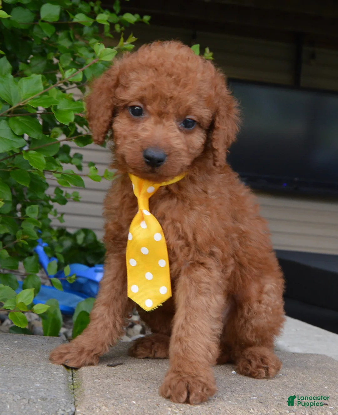 Mini Goldendoodle dogs for sale: Mini Gordon - Ad 1