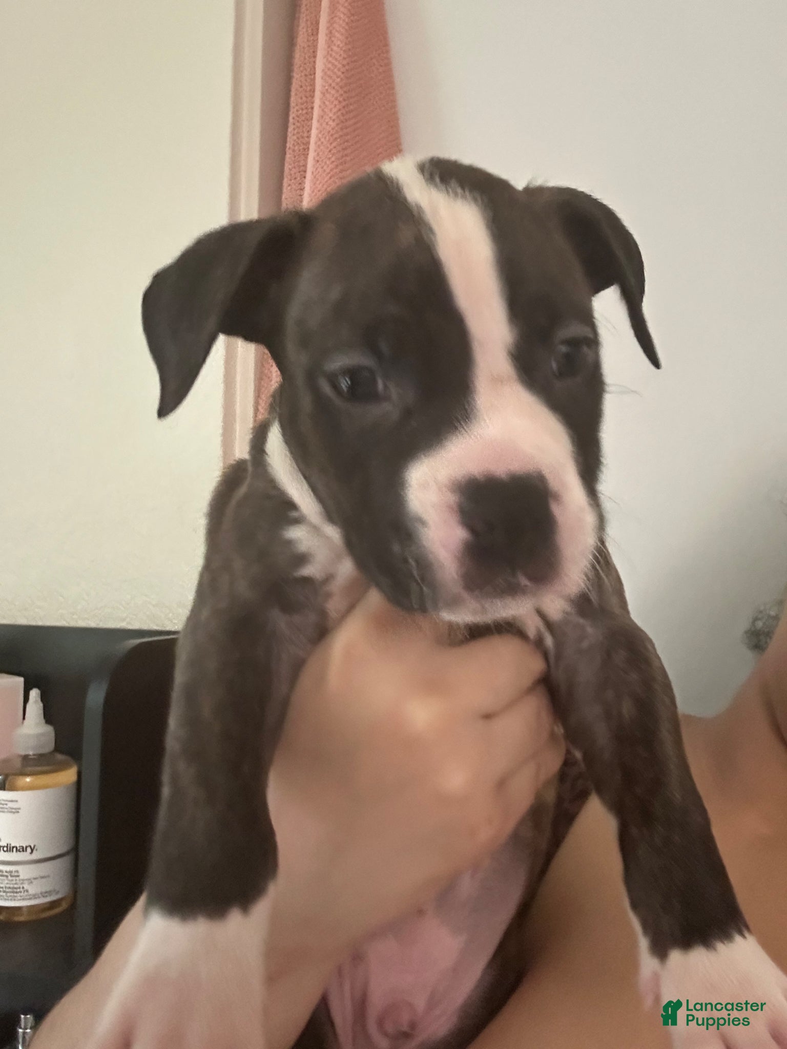 Mixed Breed dogs Mixed Breed Puppy 5 - Ad 28