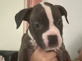 Mixed Breed dogs Mixed Breed Puppy 5 - Ad 28