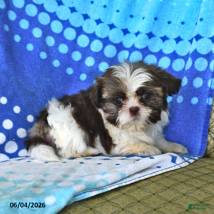 Shih Tzu dogs Lorraine - Ad 2