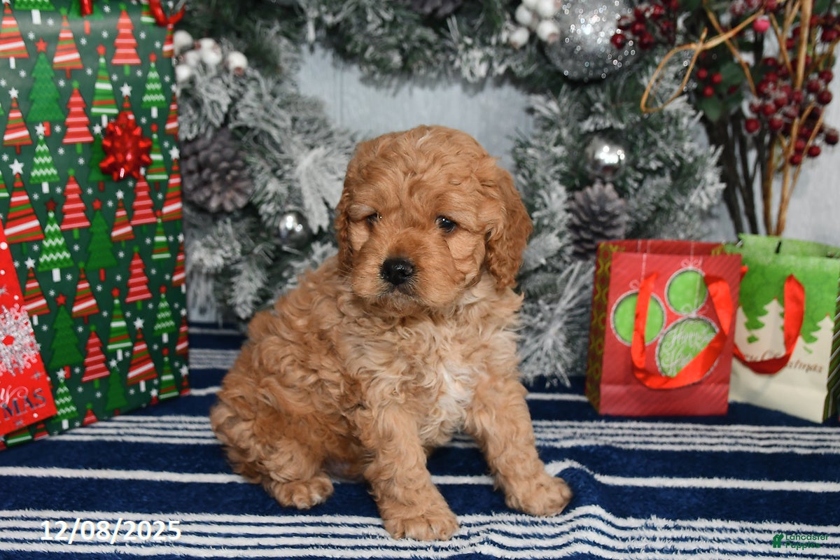 Cockapoo dogs Ranger - Ad 1