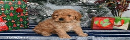 Cockapoo dogs for sale: Ranger - Ad 1